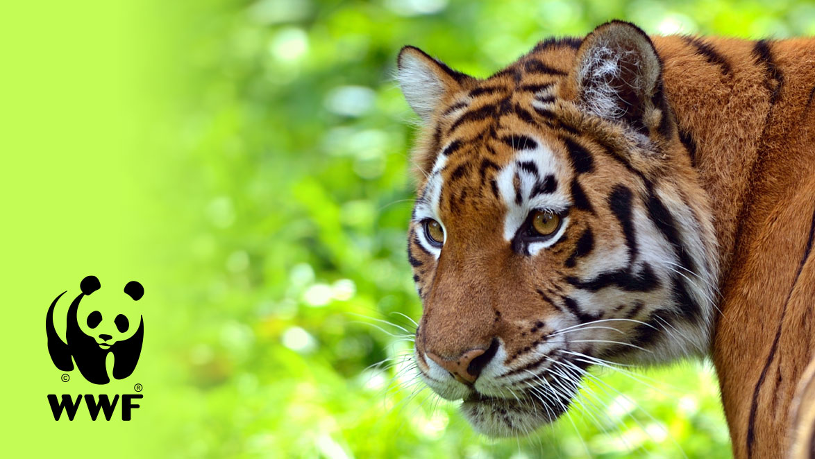 Het Wereld Natuur Fonds over het automatiseren van inkoopprocessen Image